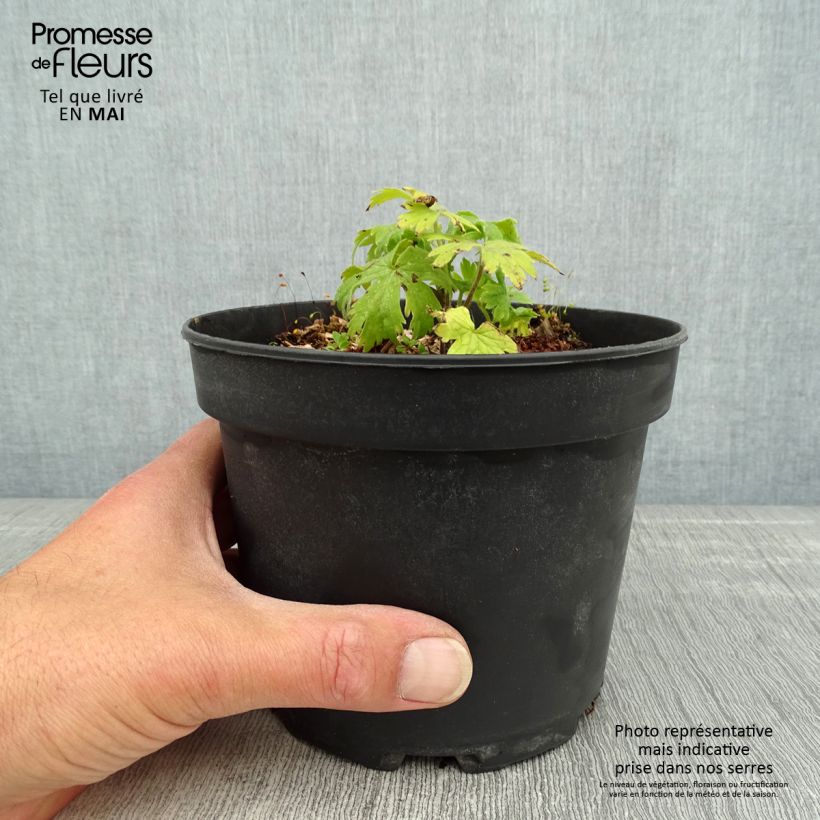 Espuela de caballero - Delphinium Pacific-hybrid Blue Jay Maceta 2L/3L Ejemplar entregado en la primavera