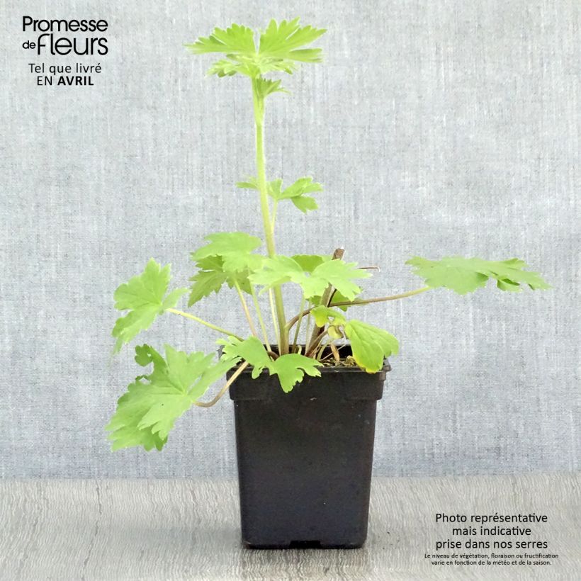 Espuela de caballero - Delphinium Pacific-hybrid Blue Jay Maceta de 7/8 cm Ejemplar entregado en la primavera