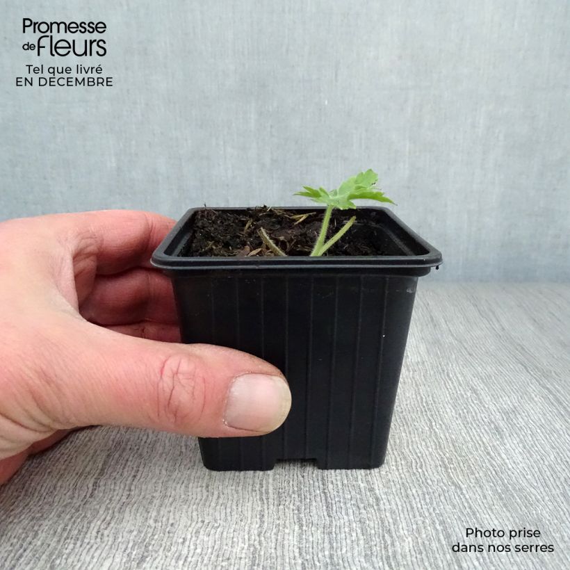 Espuela de caballero - Delphinium Pacific-hybrid Galahad Maceta de 7/8 cm Ejemplar entregado en invierno