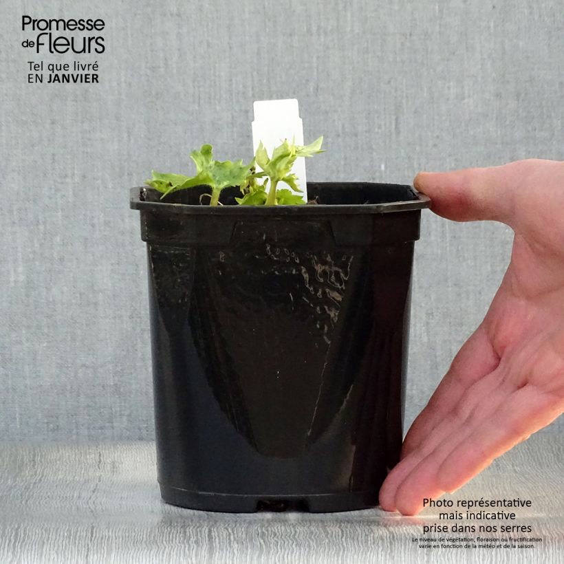 Espuela de caballero - Delphinium Pacific-hybrid Galahad Maceta 2L/3L Ejemplar entregado en invierno