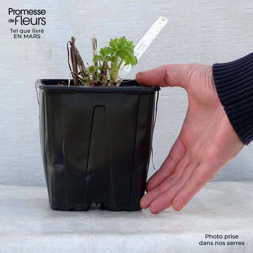 Espuela de caballero - Delphinium Pacific-hybrid Galahad Maceta 2L/3L Ejemplar entregado en la primavera