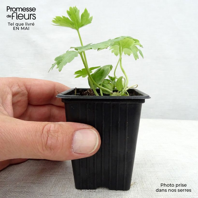 Espuela de caballero - Delphinium Pacific-hybrid Galahad Maceta de 7/8 cm Ejemplar entregado en la primavera