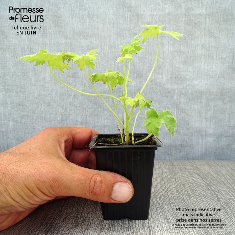 Ejemplar de Espuela de caballero - Delphinium Pacific-hybrid Galahad Maceta de 7/8 cm entregado en verano