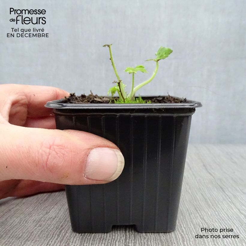 Espuela de caballero - Delphinium Pacific-hybrid Guinevere Maceta de 7/8 cm Ejemplar entregado en invierno