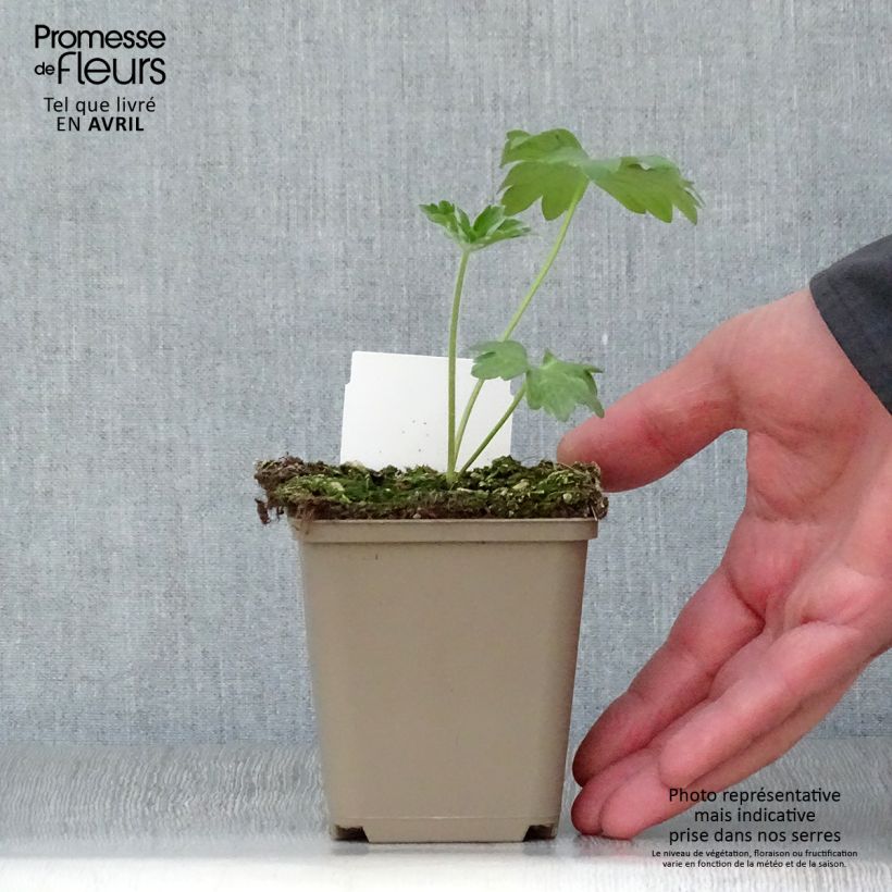 Espuela de caballero - Delphinium Pacific-hybrid Guinevere Maceta de 7/8 cm Ejemplar entregado en la primavera