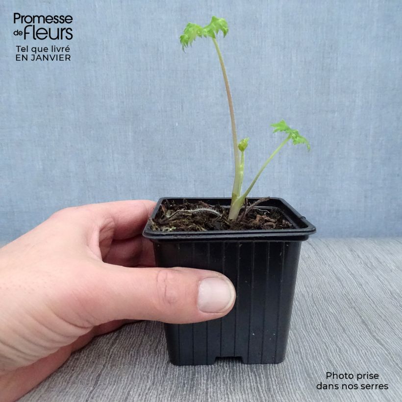 Espuela de caballero - Delphinium Pacific-hybrid King Arthur Maceta de 7/8 cm Ejemplar entregado en invierno