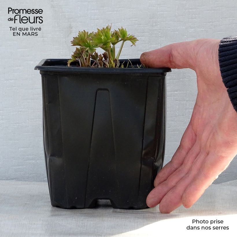 Espuela de caballero - Delphinium Pacific-hybrid King Arthur Maceta 2L/3L Ejemplar entregado en la primavera