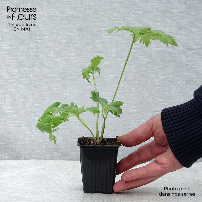 Espuela de caballero - Delphinium Pacific-hybrid King Arthur Maceta de 7/8 cm Ejemplar entregado en la primavera