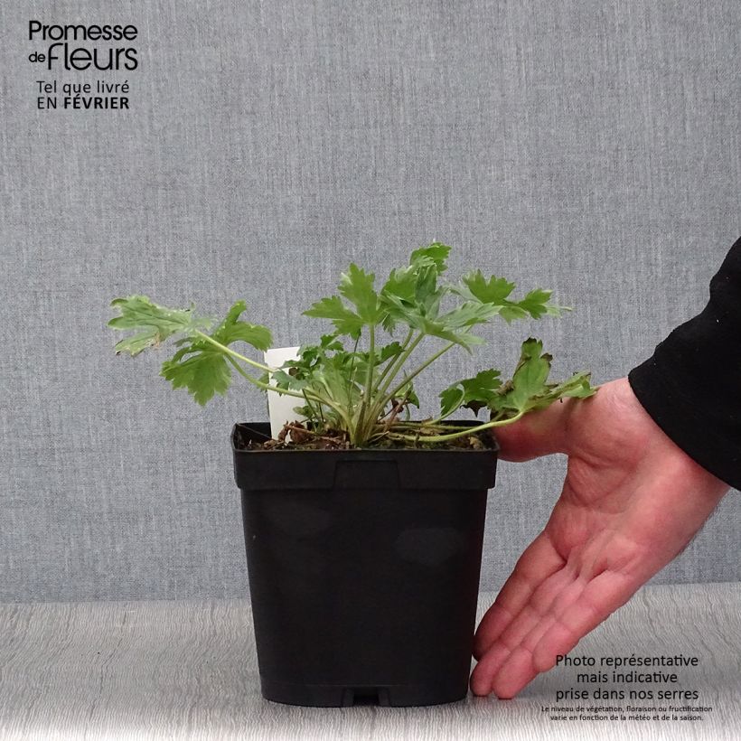 Espuela de caballero - Delphinium Pacific-hybrid King Arthur Maceta 2L/3L Ejemplar entregado en invierno