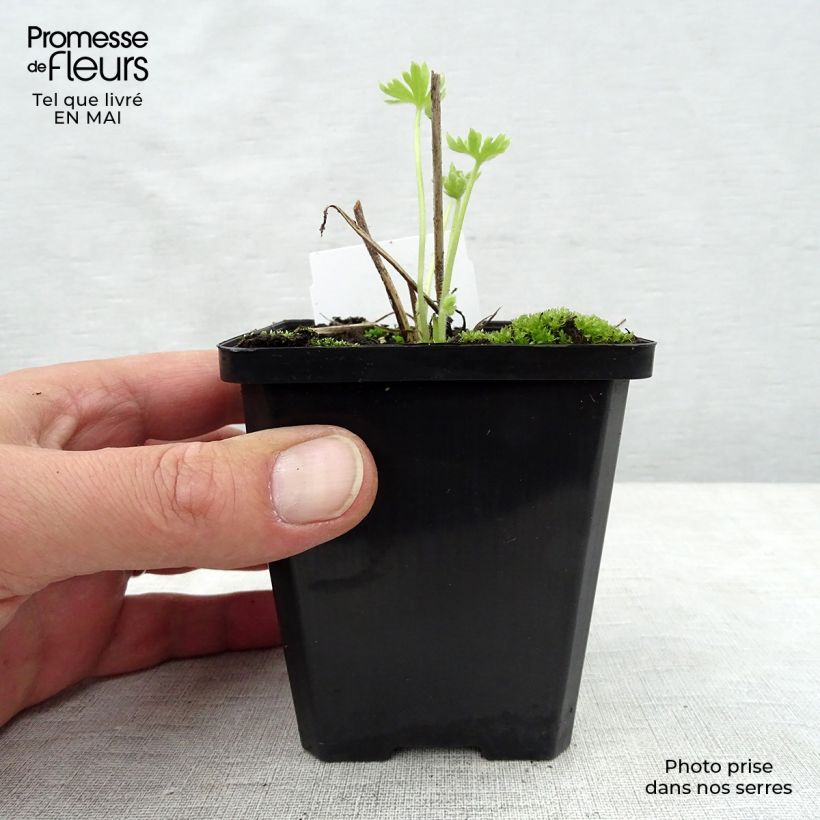 Espuela de caballero - Delphinium Pacific-hybrid Summer Skies Maceta de 7/8 cm Ejemplar entregado en la primavera