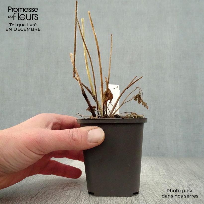 Espuela de caballero - Delphinium Pacific-hybrid Summer Skies Maceta de 7/8 cm Ejemplar entregado en invierno