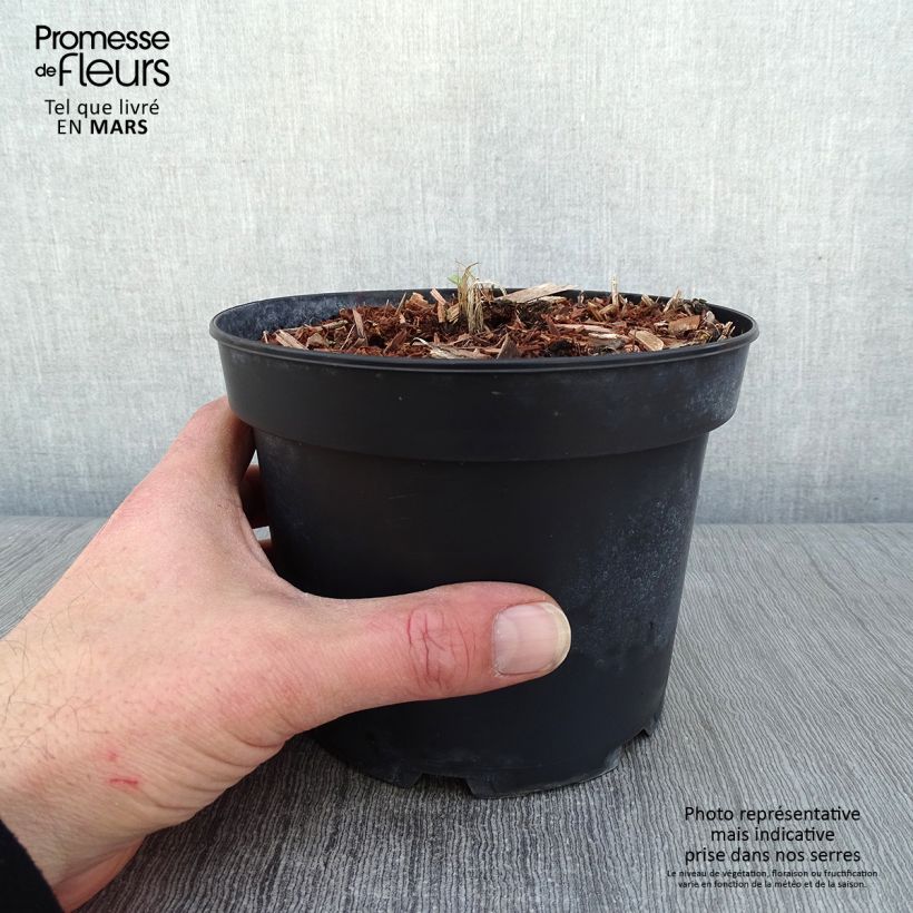 Espuela de caballero - Delphinium Pacific-hybrid Summer Skies Maceta 2L/3L Ejemplar entregado en invierno