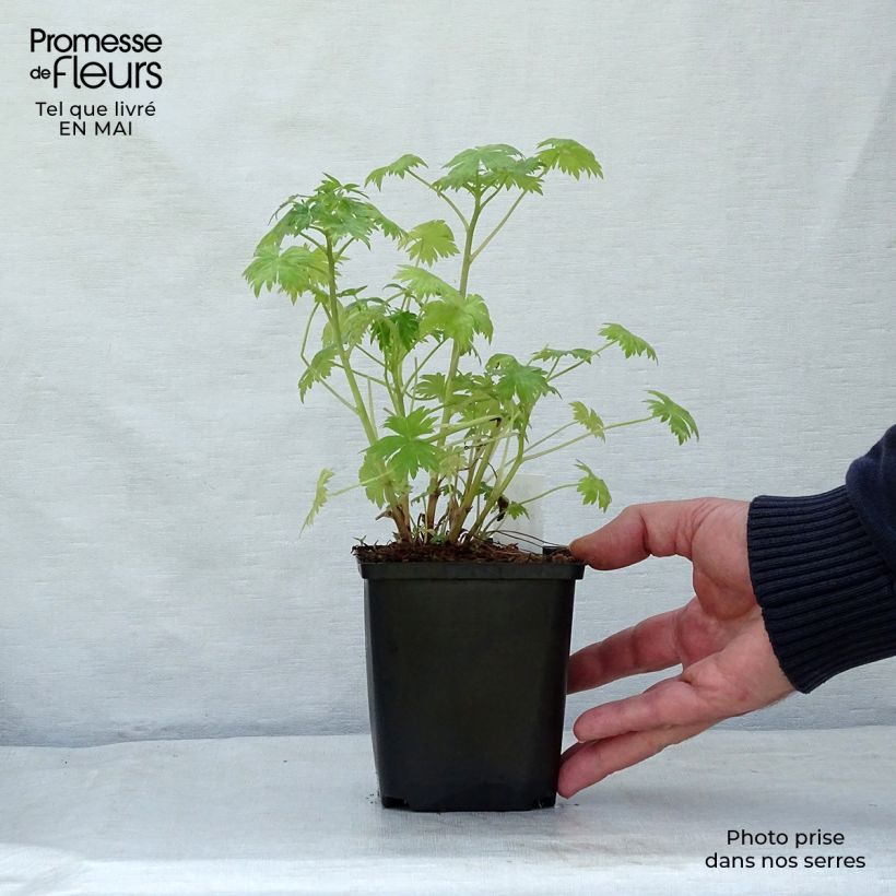 Espuela de caballero - Delphinium ruysii Pink Sensation Maceta de 8/9 cm Ejemplar entregado en la primavera