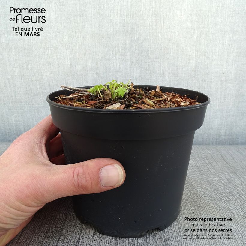 Espuela de caballero - Delphinium ruysii Pink Sensation Maceta 2L/3L Ejemplar entregado en invierno