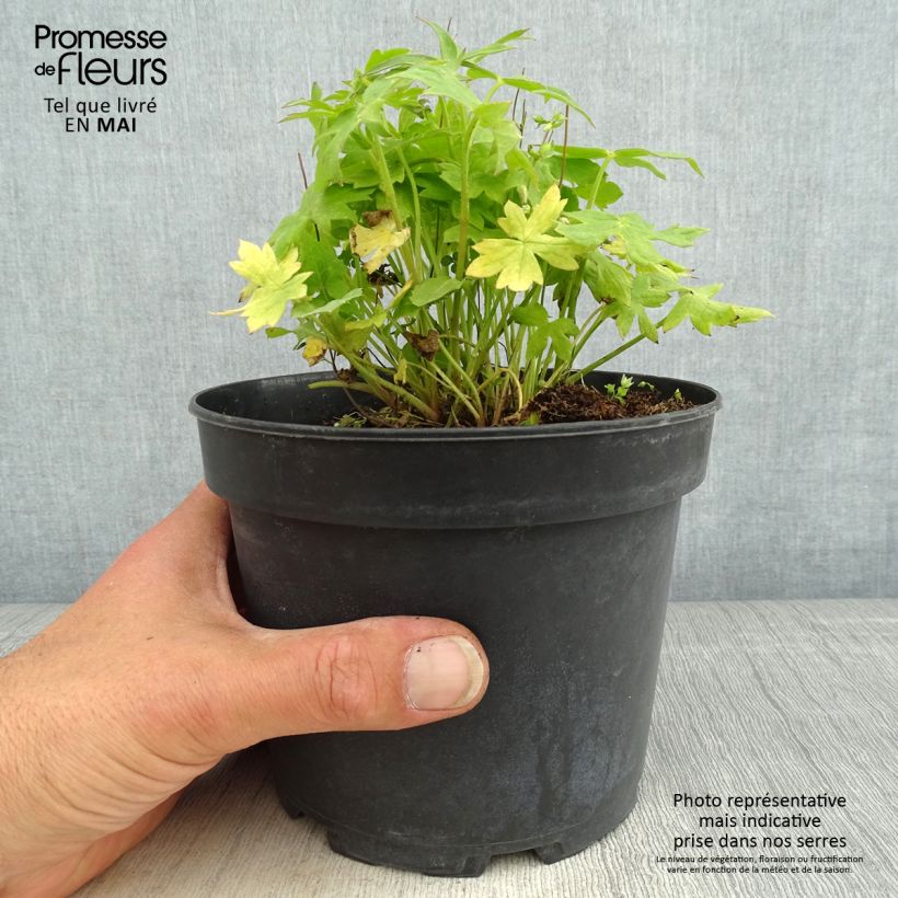 Espuela de caballero - Delphinium ruysii Pink Sensation Maceta 2L/3L Ejemplar entregado en la primavera