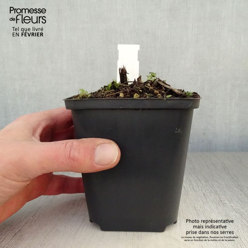 Espuela de caballero - Delphinium Strawberry Fair Maceta de 8/9 cm Ejemplar entregado en invierno