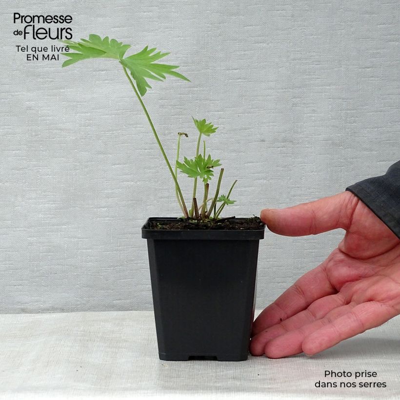 Espuela de caballero - Delphinium belladona Bellamosum Maceta de 7/8 cm Ejemplar entregado en la primavera