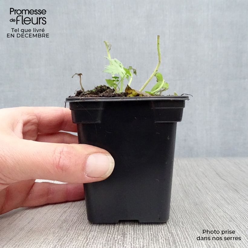 Espuela de caballero - Delphinium belladona Bellamosum Maceta de 7/8 cm Ejemplar entregado en invierno