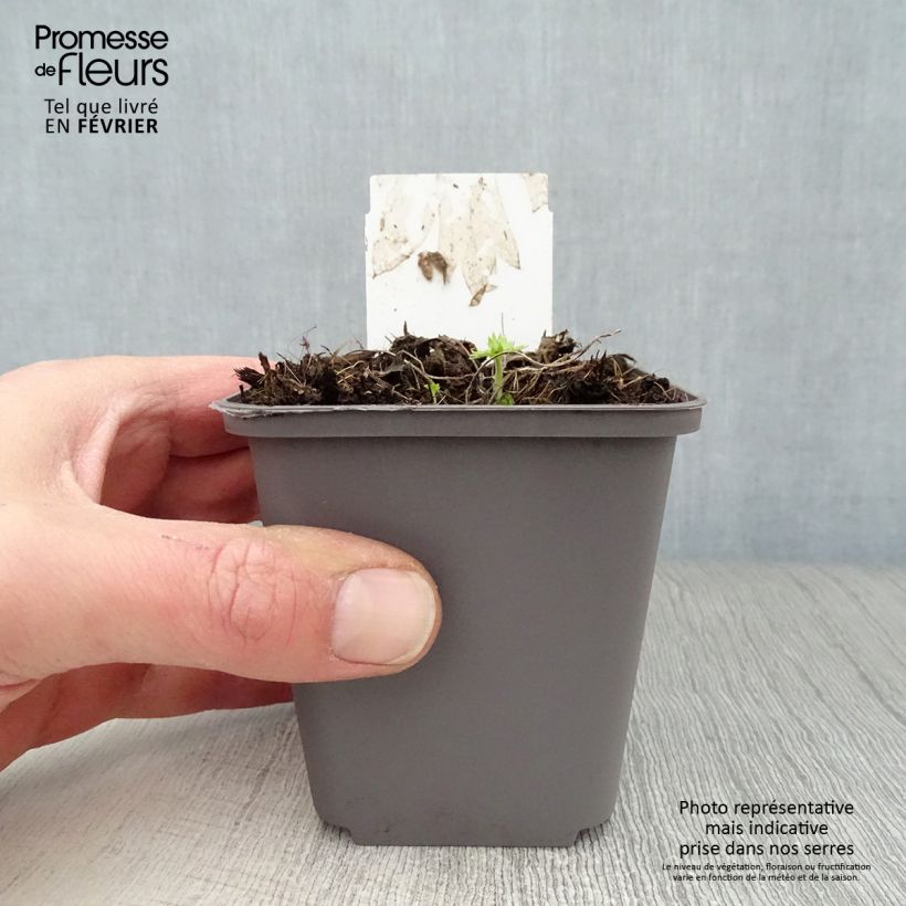 Espuela de caballero - Delphinium belladona Cliveden Beauty Maceta de 7/8 cm Ejemplar entregado en invierno