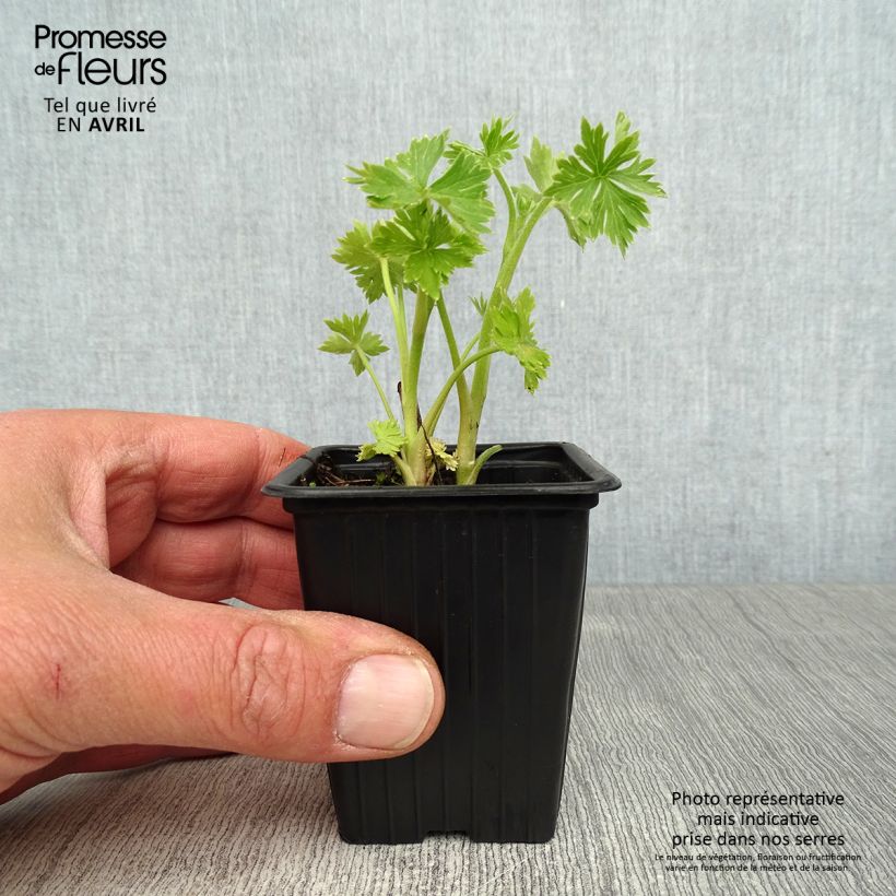 Espuela de caballero - Delphinium belladona Cliveden Beauty Maceta de 7/8 cm Ejemplar entregado en la primavera