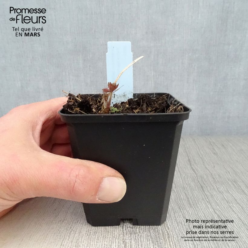 Espuela de caballero - Delphinium belladona Kleine Nachtmusik Maceta de 8/9 cm Ejemplar entregado en la primavera