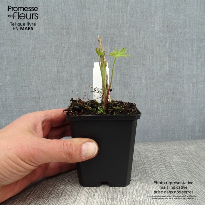 Espuela de caballero - Delphinium belladona Kleine Nachtmusik Maceta de 8/9 cm Ejemplar entregado en invierno