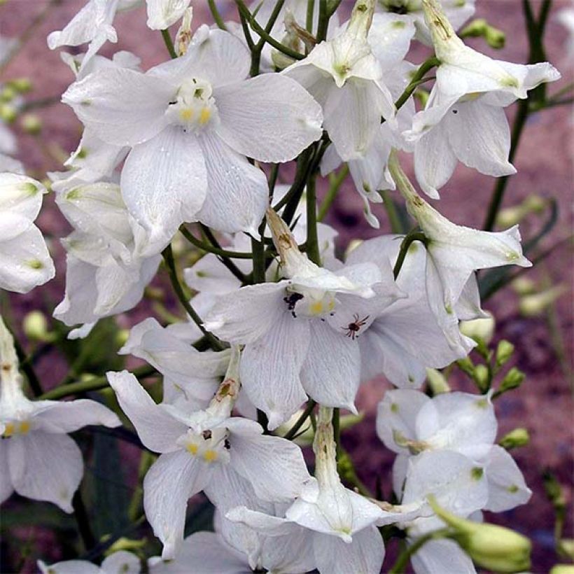 Espuela de caballero - Delphinium belladona Moerheimii (Floración)