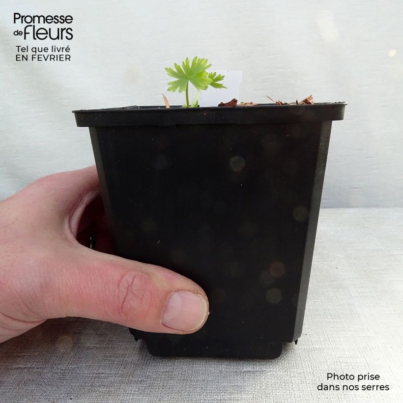 Espuela de caballero - Delphinium belladona Moerheimii Maceta de 8/9 cm Ejemplar entregado en invierno