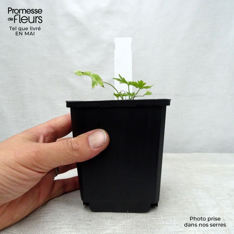 Espuela de caballero - Delphinium belladona Moerheimii Maceta de 8/9 cm Ejemplar entregado en la primavera