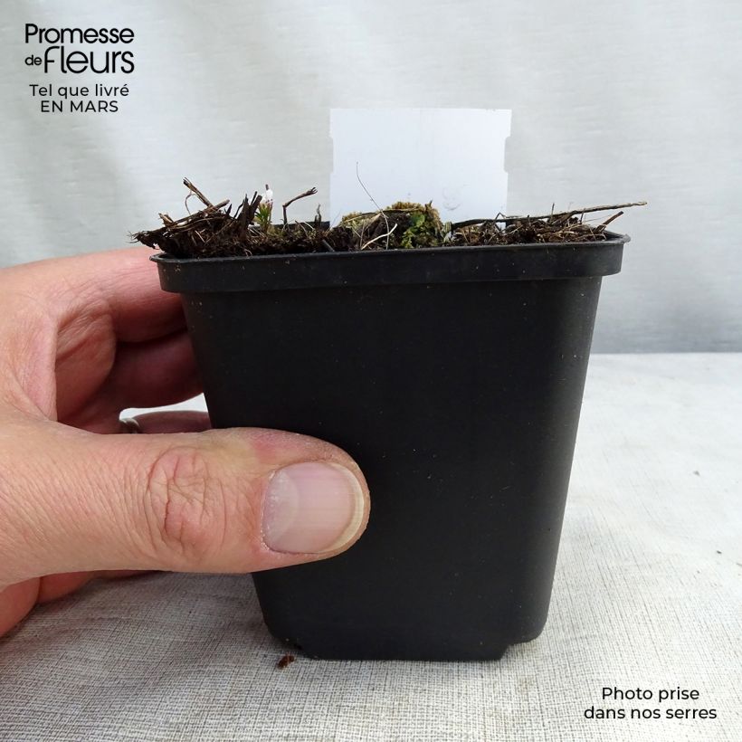 Espuela de caballero - Delphinium belladona Piccolo Maceta de 8/9 cm Ejemplar entregado en invierno