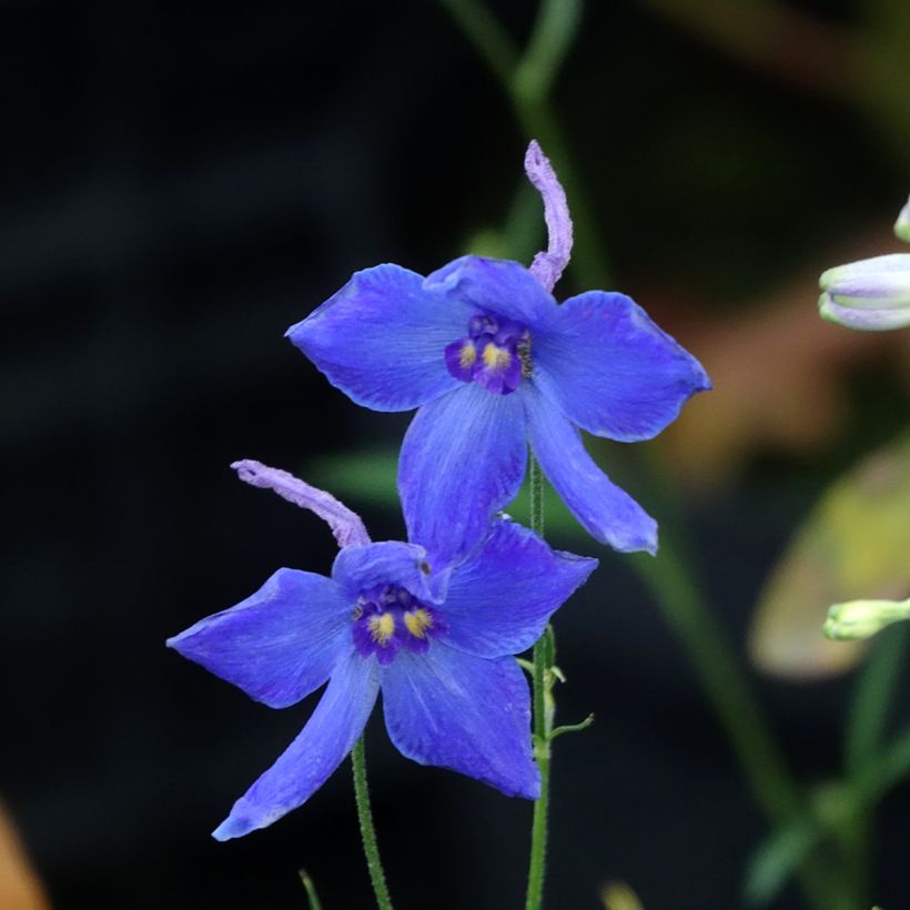 Espuela de caballero - Delphinium belladonna Völkerfrieden (Floración)