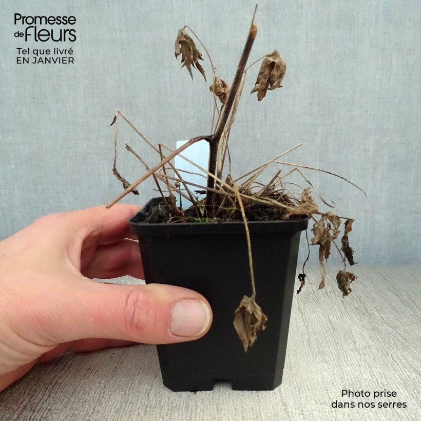 Espuela de caballero - Delphinium belladonna Völkerfrieden Maceta de 8/9 cm Ejemplar entregado en invierno