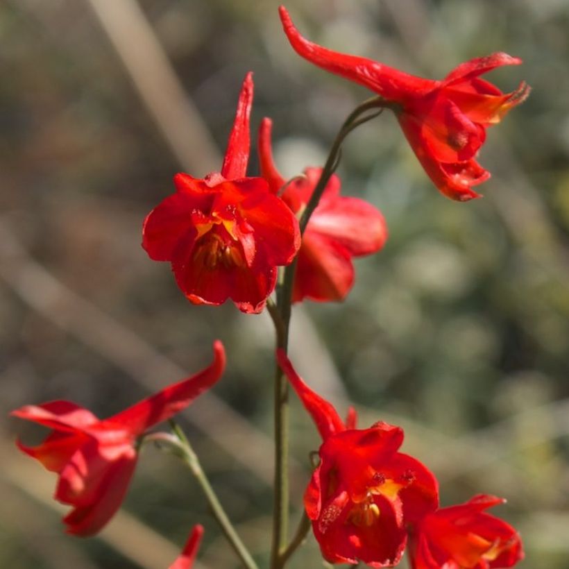 Espuela de caballero - Delphinium cardinale (Floración)