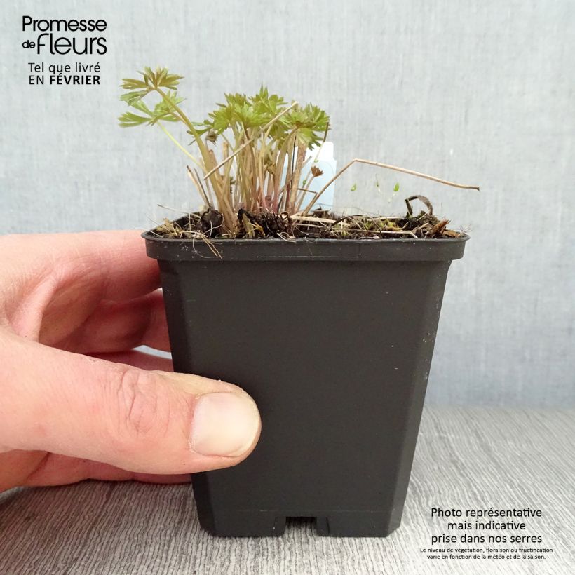 Espuela de caballero - Delphinium grandiflorum Blauer Zwerg Maceta de 8/9 cm Ejemplar entregado en invierno