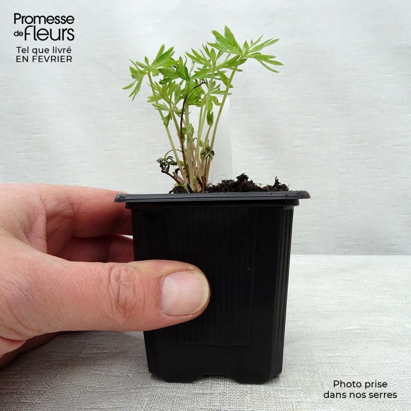 Espuela de caballero - Delphinium grandiflorum Maceta de 7/8 cm Ejemplar entregado en invierno