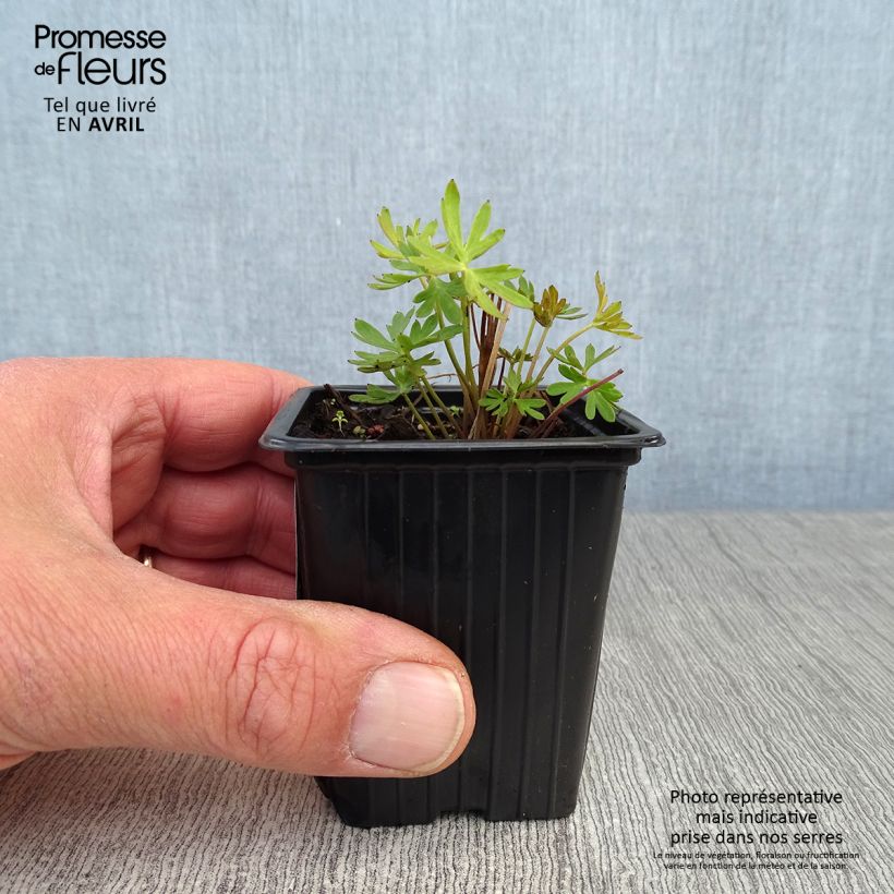 Espuela de caballero - Delphinium grandiflorum Maceta de 7/8 cm Ejemplar entregado en la primavera