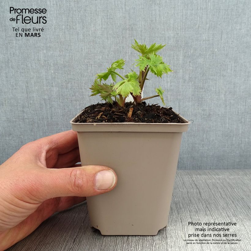 Espuela de caballero - Delphinium Finsteraarhorn Maceta de 8/9 cm Ejemplar entregado en invierno