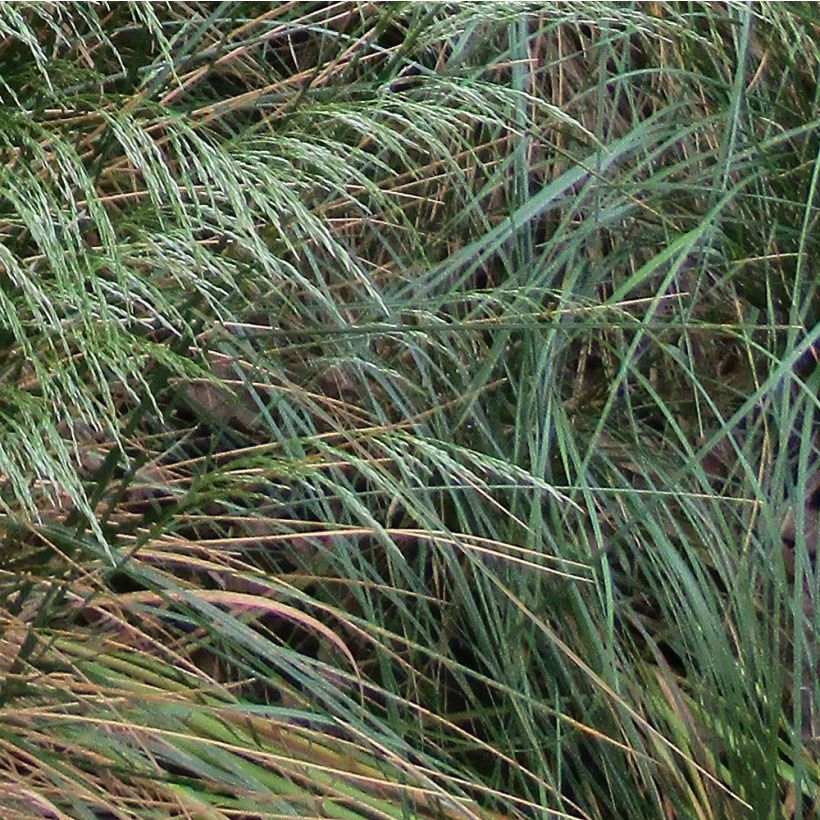 Deschampsia flexuosa - Heno (Follaje)