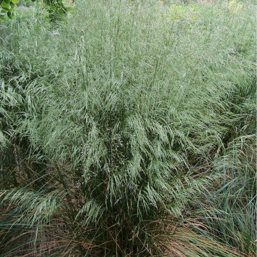 Deschampsia flexuosa - Heno (Porte)