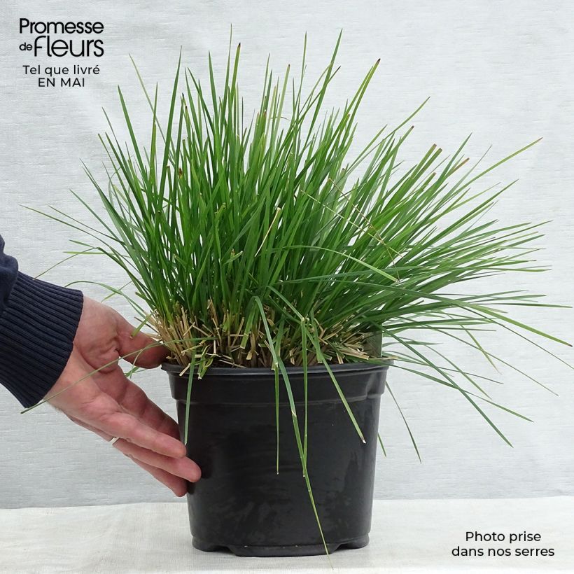 Deschampsia caespitosa Goldtau - Grama de monte Maceta 2L/3L Ejemplar entregado en la primavera