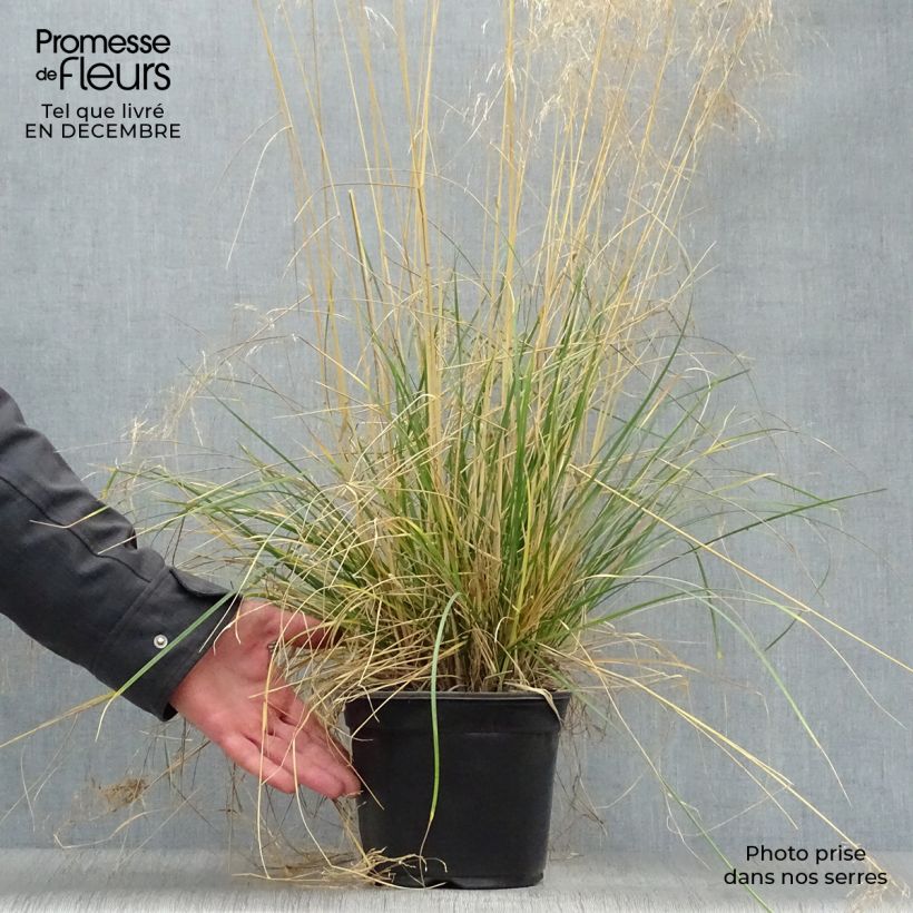 Deschampsia caespitosa Goldtau - Grama de monte Maceta 2L/3L Ejemplar entregado en invierno