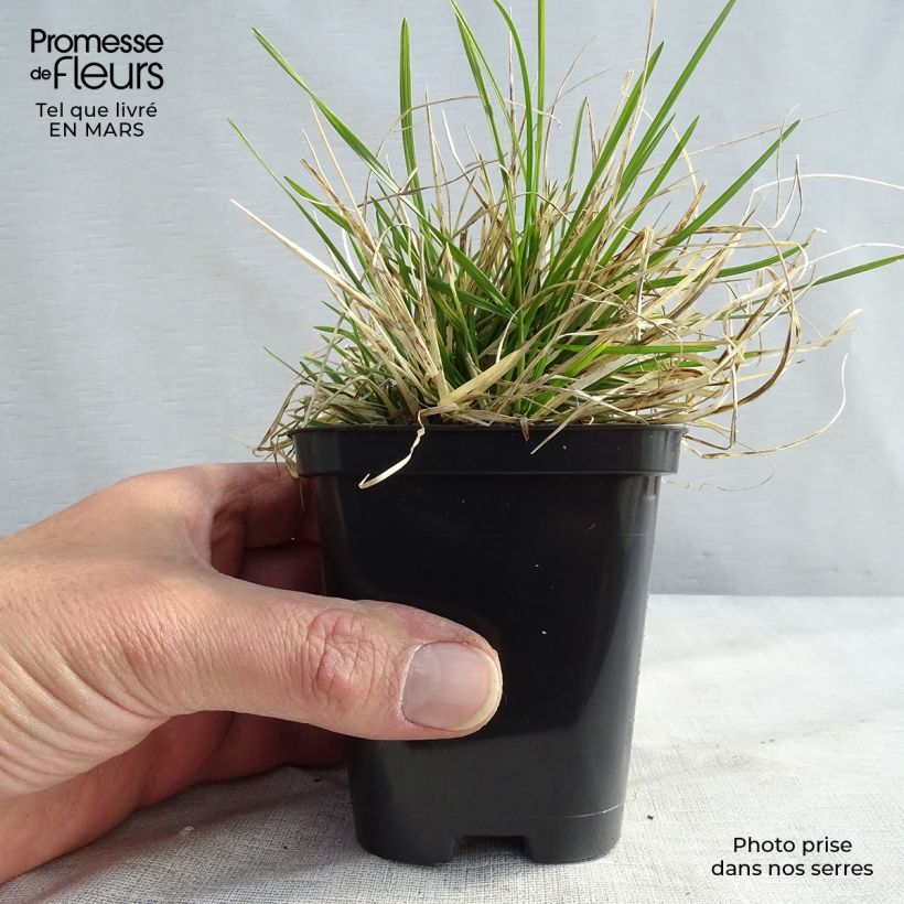 Deschampsia caespitosa Pixie Fountain - Grama de monte Maceta de 8/9 cm Ejemplar entregado en la primavera
