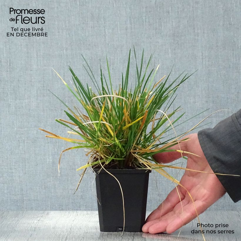 Deschampsia caespitosa Tardiflora - Grama de monte Maceta de 8/9 cm Ejemplar entregado en invierno