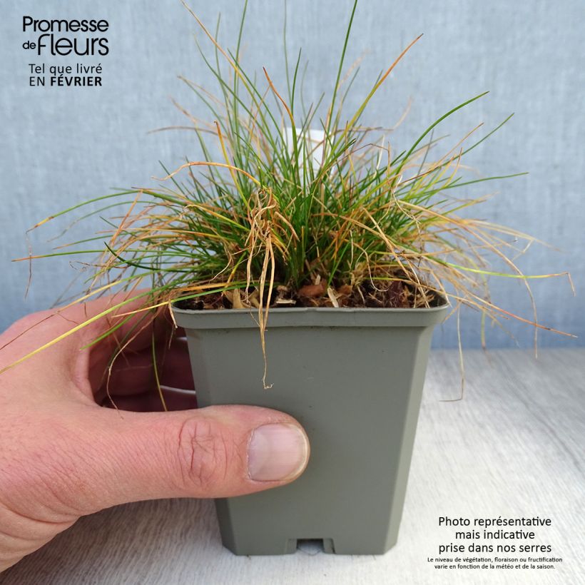 Deschampsia flexuosa - Heno Maceta de 8/9 cm Ejemplar entregado en invierno