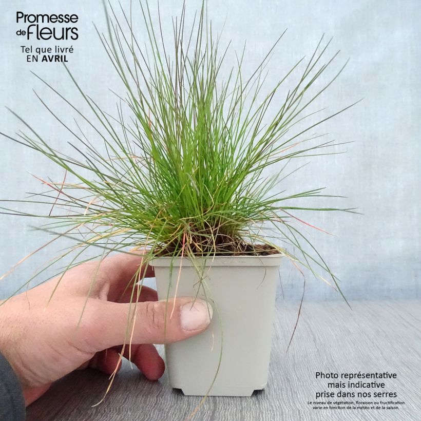 Deschampsia flexuosa - Heno Maceta de 8/9 cm Ejemplar entregado en la primavera