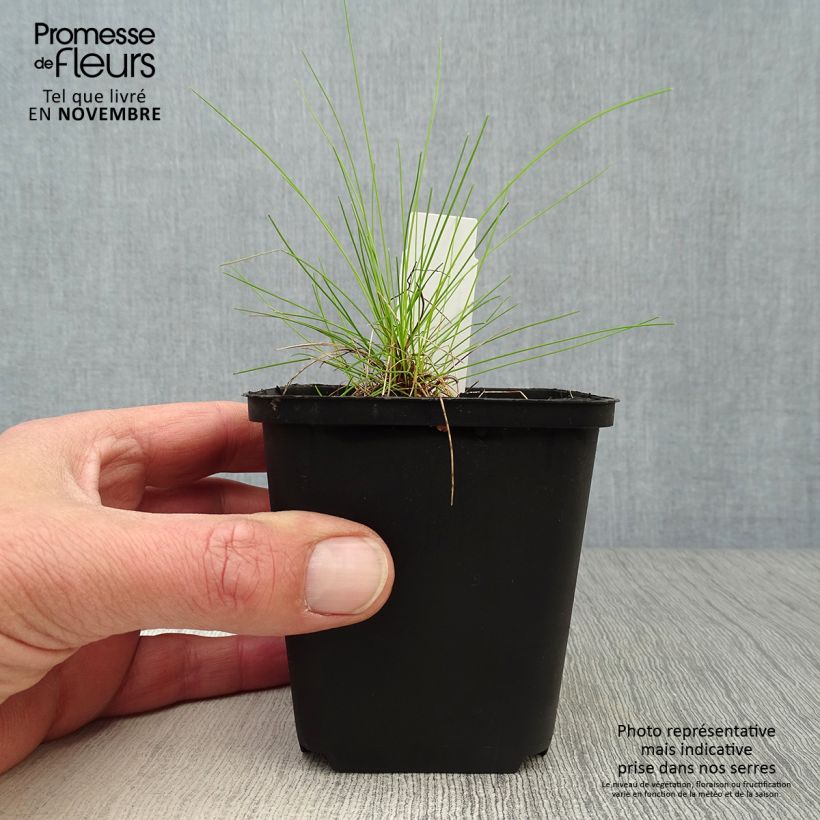 Ejemplar de Deschampsia flexuosa Tatra Gold - Heno Maceta de 8/9 cm entregado en otoño