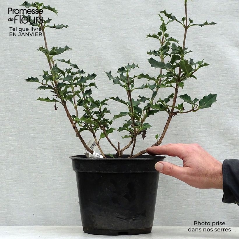 Desfontainia spinosa Maceta 3L/4L Ejemplar entregado en invierno