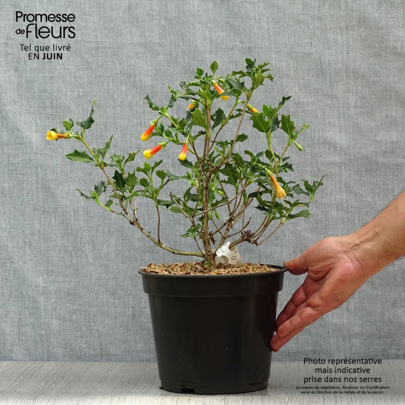 Ejemplar de Desfontainia spinosa Maceta 3L/4L entregado en verano