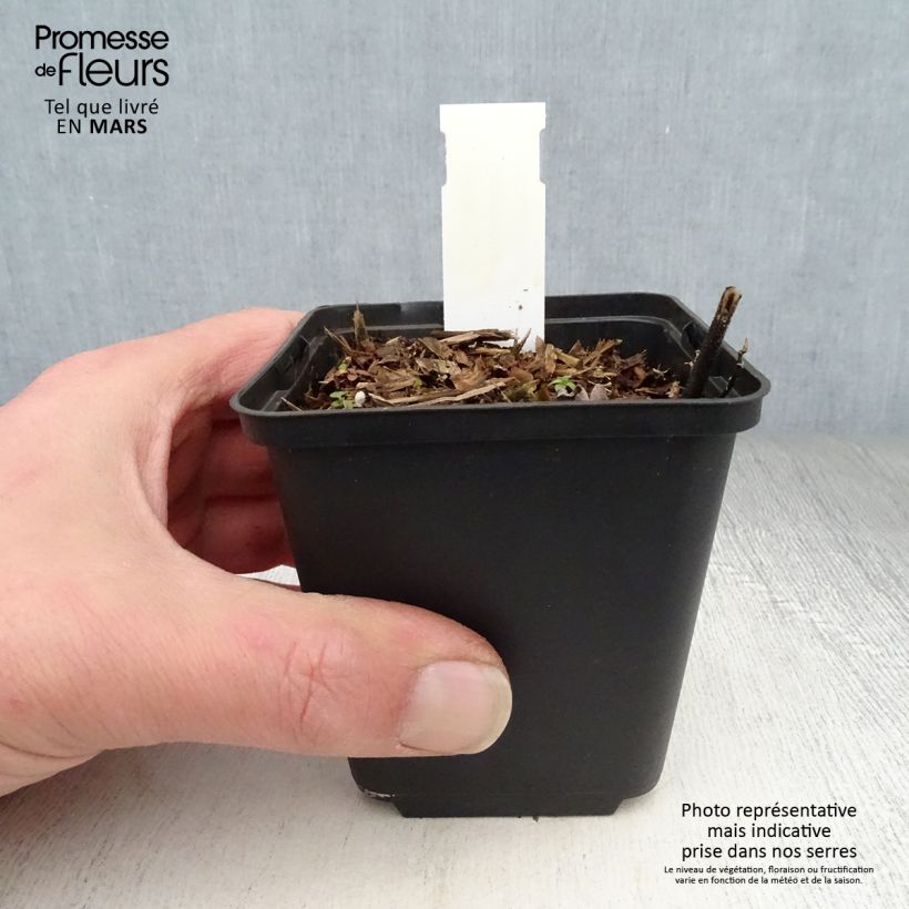 Desmodium nudiflorum Maceta de 8/9 cm Ejemplar entregado en la primavera