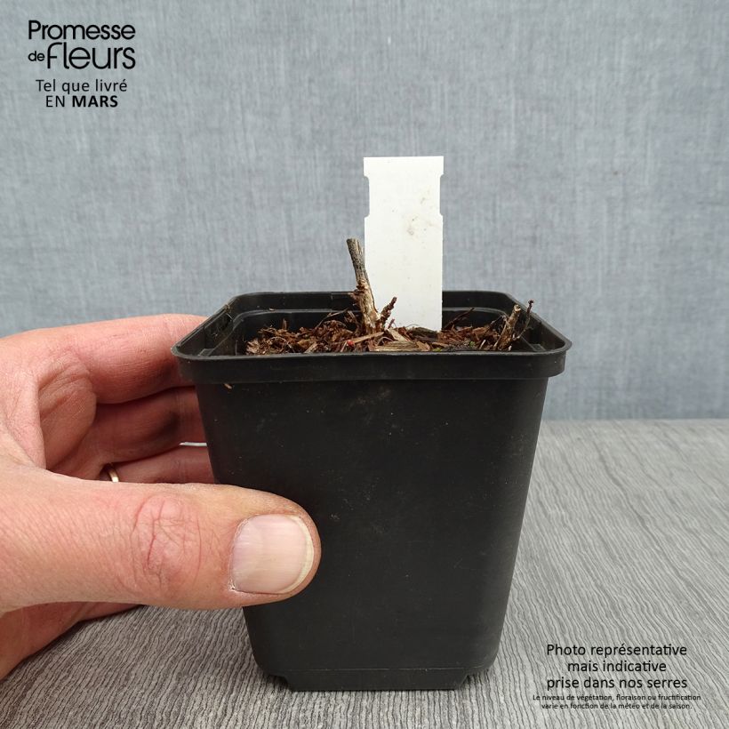 Desmodium nudiflorum Maceta de 8/9 cm Ejemplar entregado en invierno